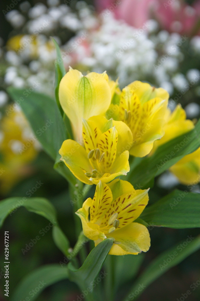 Yellow Alstroemeria, commonly called the Peruvian lily or lily of the Incas, genus of flowering plants in the family Alstroemeriaceae, yellow flowers Yellow Alstroemeria, commonly called the Peruvian lily or lily of the Incas, genus of flowering plants in the family Alstroemeriaceae, yellow flowers