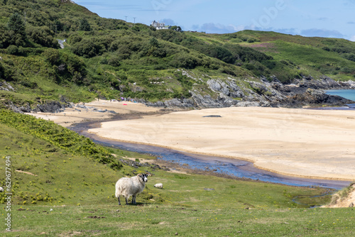 Obraz na płótnie A flock of sheep near kiloran bay on the isle of Colonsay, Scotland w salonie