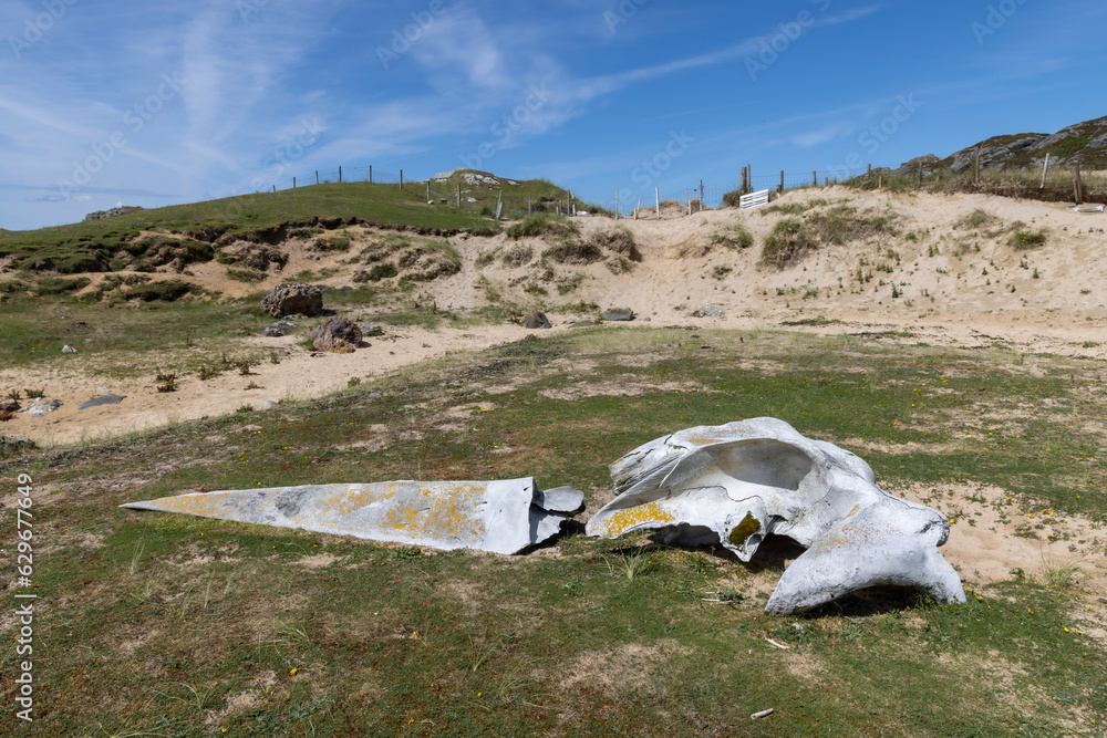 Whale bones on Kiloran Bay on the isle of Colonsay in Scotland