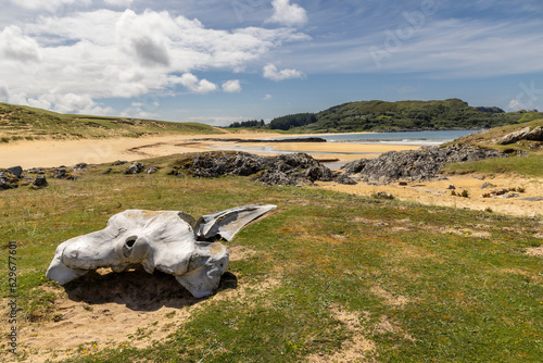 Whale bones on Kiloran Bay on the isle of Colonsay in Scotland photo