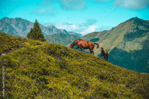 Horses in the mountain © ALBERT