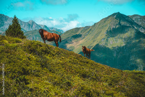 Horses in the mountain