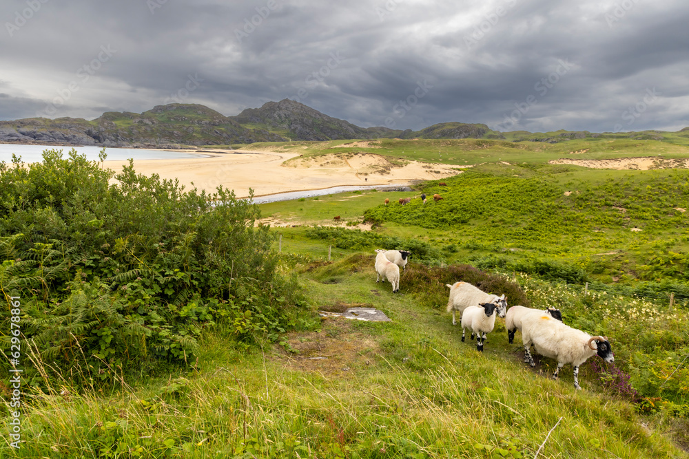 A flock of sheep near kiloran bay on the isle of Colonsay, Scotland