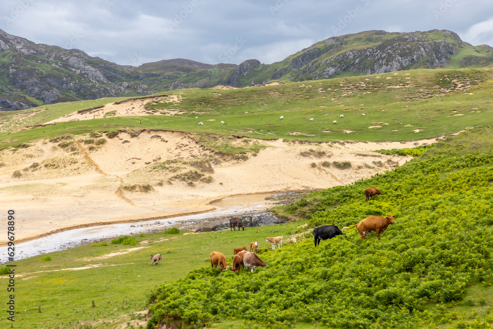 herd of cows on kiloran bay on the isle of Colonsay, Scotland