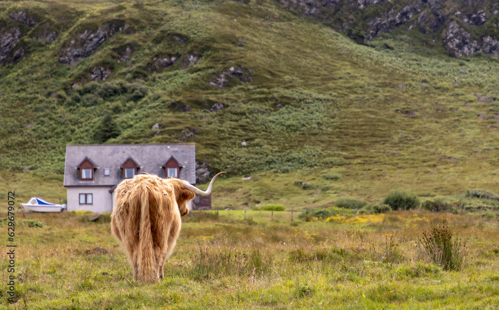 highland cattle ( Kyloe) on the isle of Colonsay in Scotland