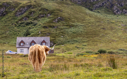 Obraz na płótnie highland cattle ( Kyloe) on the isle of Colonsay in Scotland w salonie