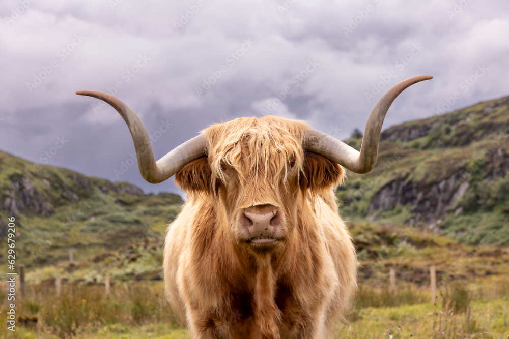highland cattle ( Kyloe) on the isle of Colonsay in Scotland highland cattle ( Kyloe) on the isle of Colonsay in Scotland