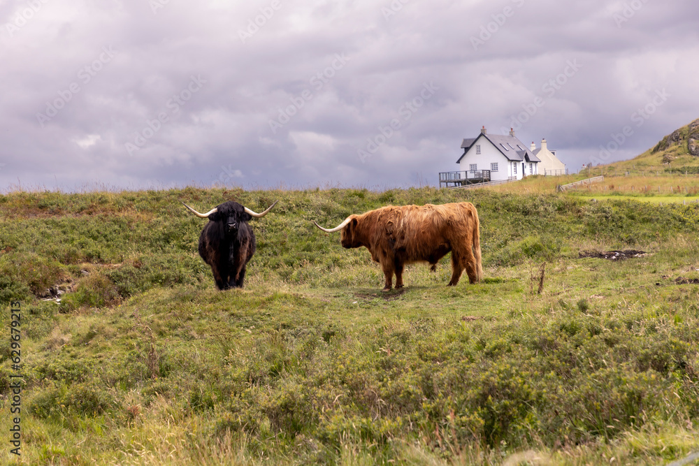 highland cattle ( Kyloe) on the isle of Colonsay in Scotland