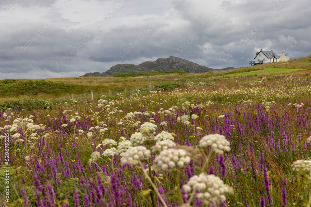 Flowering meadow in summer on the isle of Colonsay in Scotland