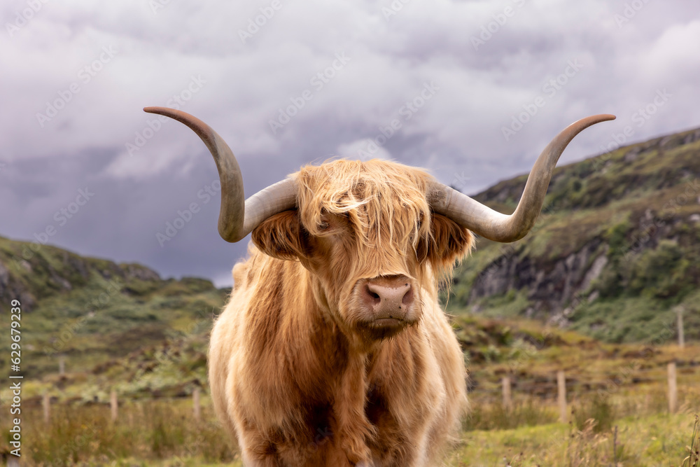 highland cattle ( Kyloe) on the isle of Colonsay in Scotland