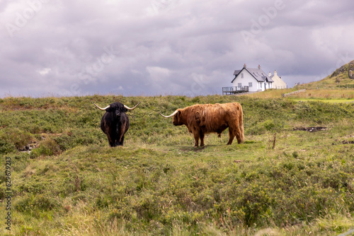 Obraz na płótnie highland cattle ( Kyloe) on the isle of Colonsay in Scotland w salonie