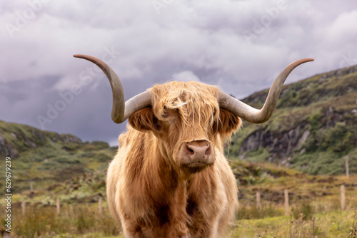 Obraz na płótnie highland cattle ( Kyloe) on the isle of Colonsay in Scotland w salonie