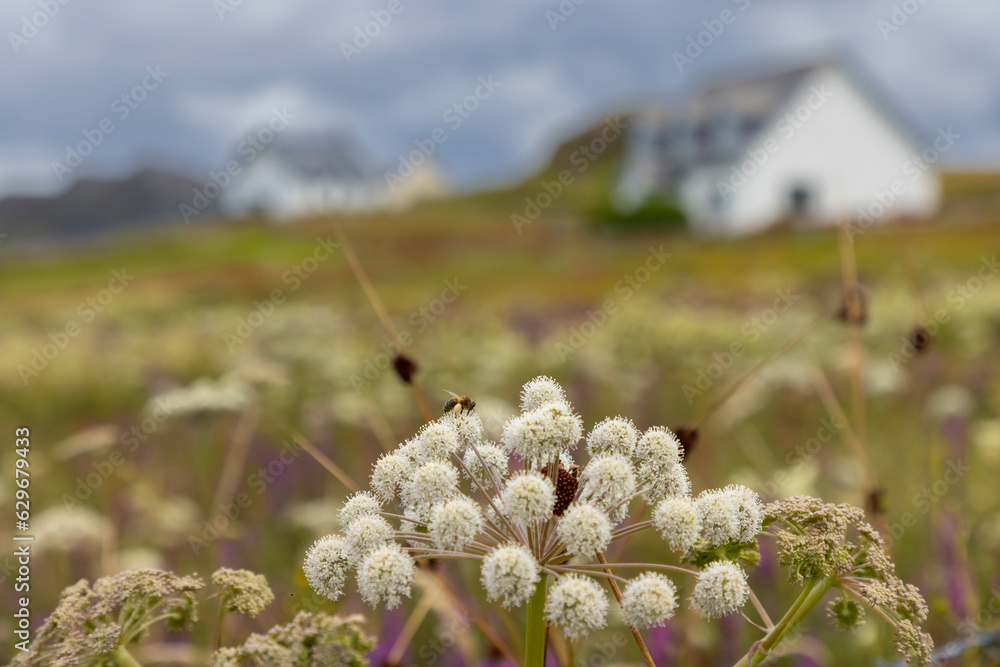 Flowering meadow in summer on the isle of Colonsay in Scotland