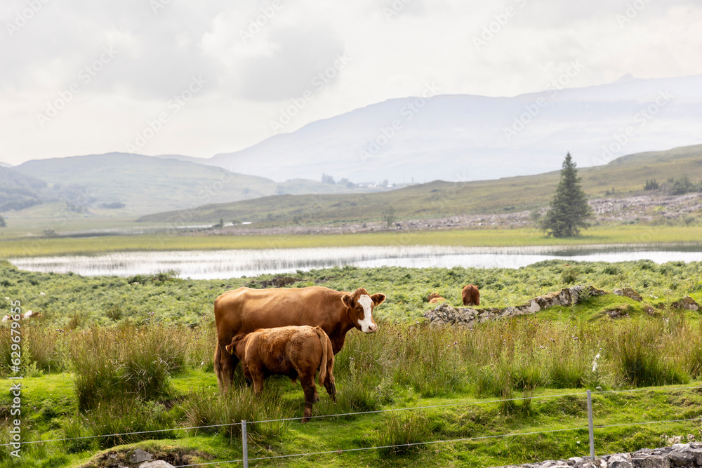 suckler cow husbandry on the isle of Colonsay in Scotland