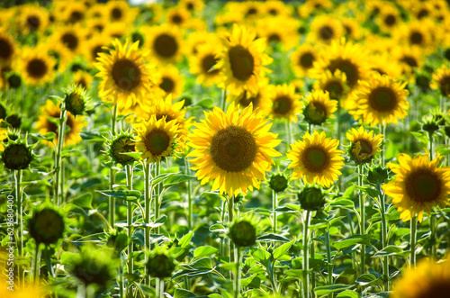 sunflower flowers on the field