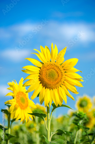 sunflower flowers on the field