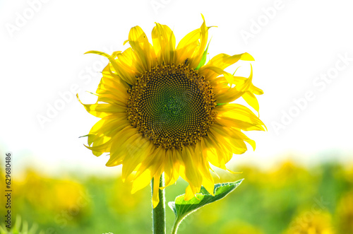 sunflower flowers on the field