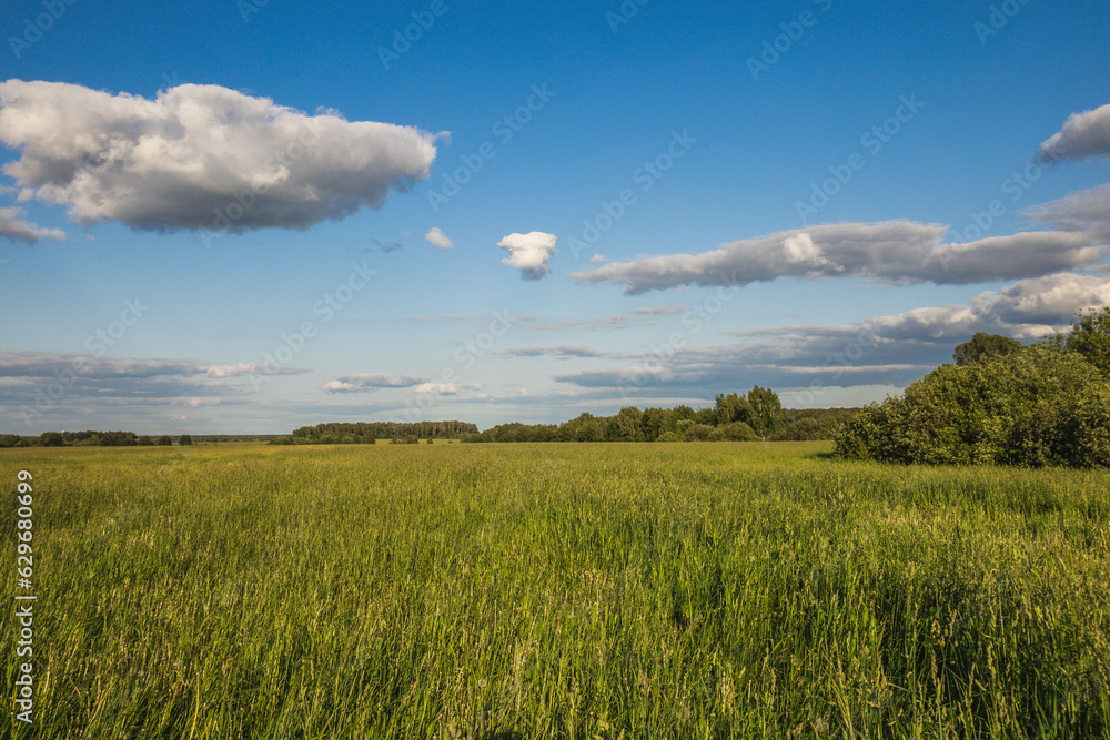 landscape of summer wildlife in the countryside
