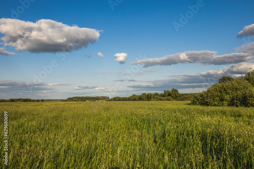 landscape of summer wildlife in the countryside
