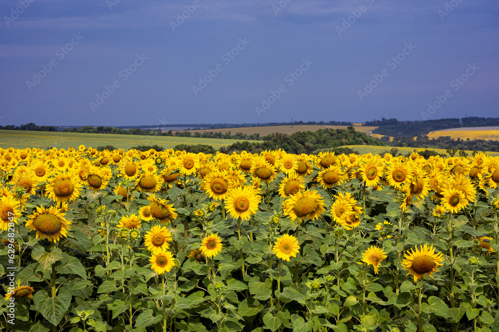 Ukrainian landscape with sunflowers