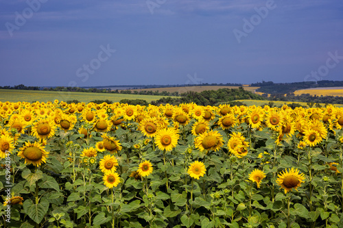 Ukrainian landscape with sunflowers