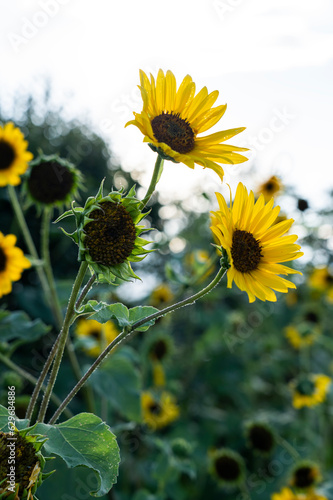 Sunflower plant grows in a field of flowers with a bright sky above   text space   Plant shows growing from stem  blossom  open flower  and wither stage  Fuzz is backlit.