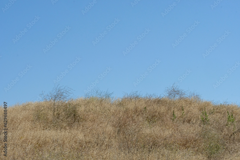 Desert hill with dry brush and blue sky Desert hill with dry brush and blue sky
