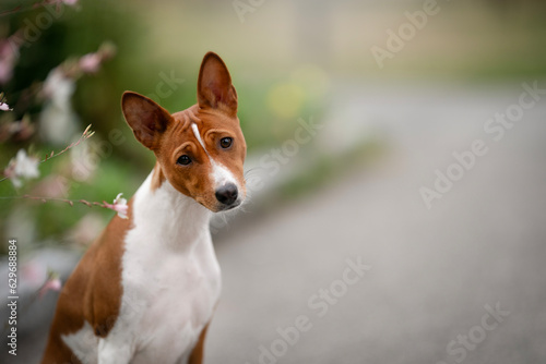 Young and cute Basenji dog breed in flowers