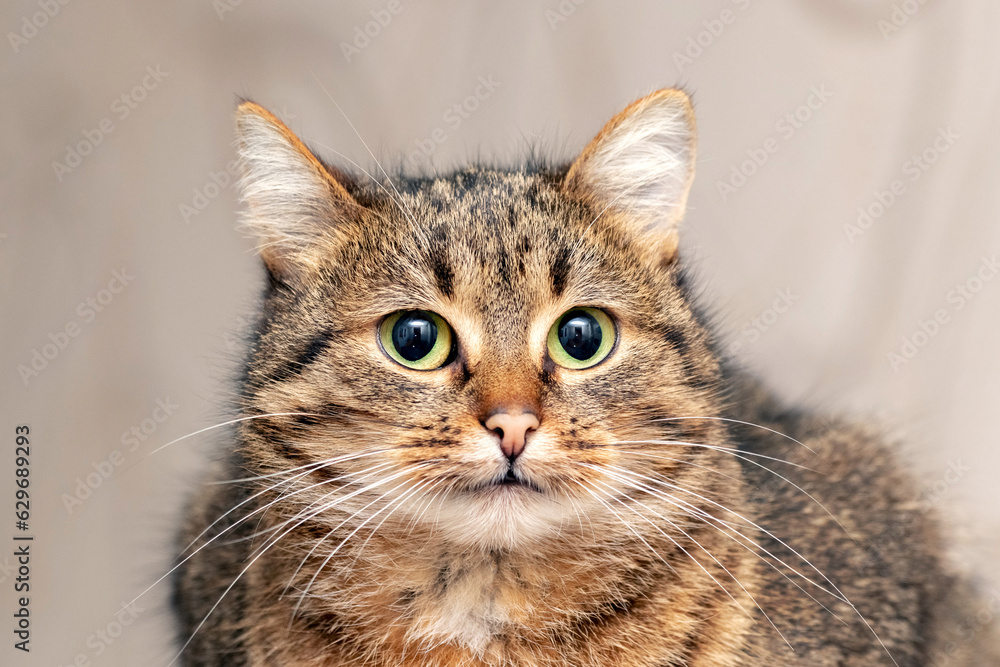 Portrait of a cute cat with big eyes on a blurred background