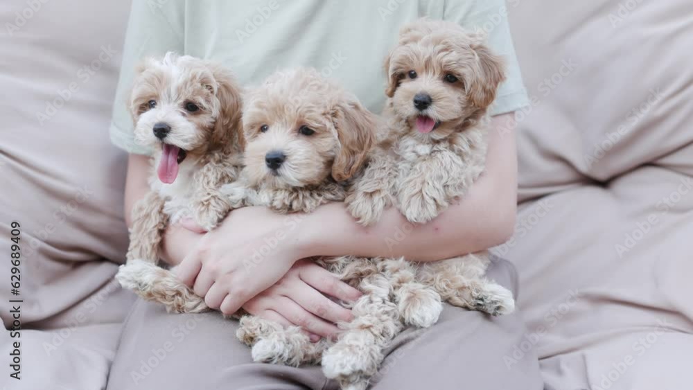 Cute puppies of the Maltipoo breed are resting in the arms of a girl on beautiful home. Beloved pet in the natural atmosphere. Cute puppies of the Maltipoo breed are resting in the arms of a girl on beautiful home. Beloved pet in the natural atmosphere.