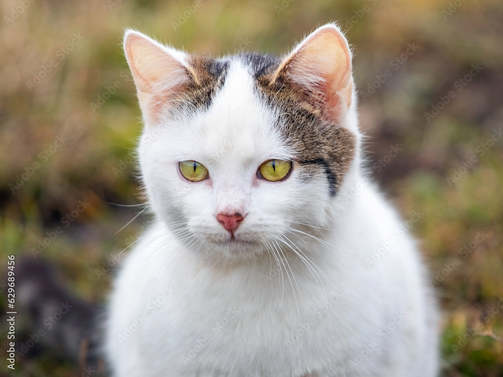 Portrait of a white spotted cat in the garden on a blurred background Portrait of a white spotted cat in the garden on a blurred background