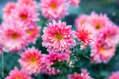 Pink dahlias in the garden against a blurred background in autumn.