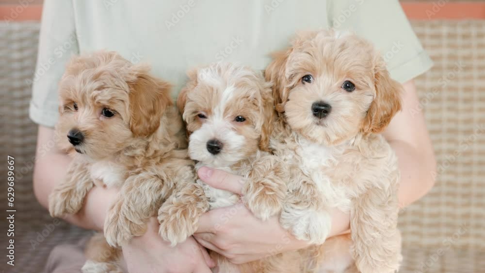 Cute puppies of the Maltipoo breed are resting in the arms of a girl on beautiful home. Beloved pet in the natural atmosphere. Cute puppies of the Maltipoo breed are resting in the arms of a girl on beautiful home. Beloved pet in the natural atmosphere.