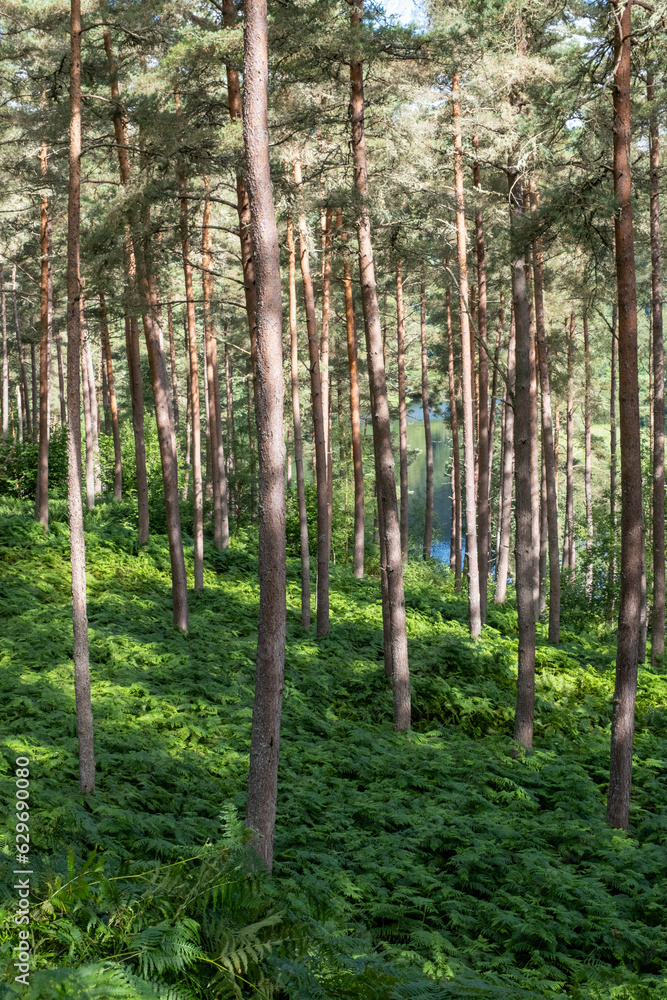 Scotland pine forest in Scotland Scotland pine forest in Scotland