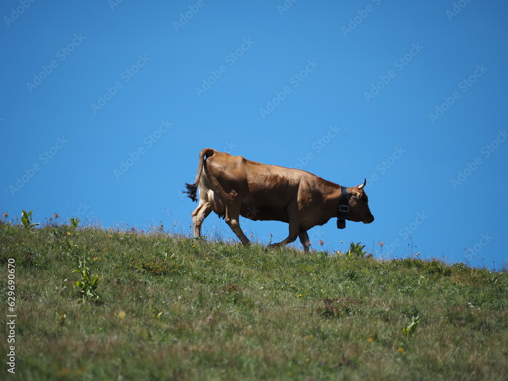 Φωτογραφία vache alpine marche dans les alpages sur fond de ciel bleu, avec une cloche autour du cou