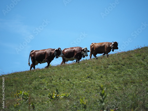 trois vaches se suivent dans un alpage, se détachent sur l'horizon de ciel bleu