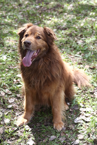 brown fluffy fat dog closeup portrait on green grass background