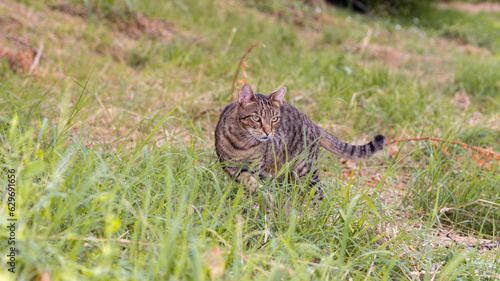 Cat in the grass 