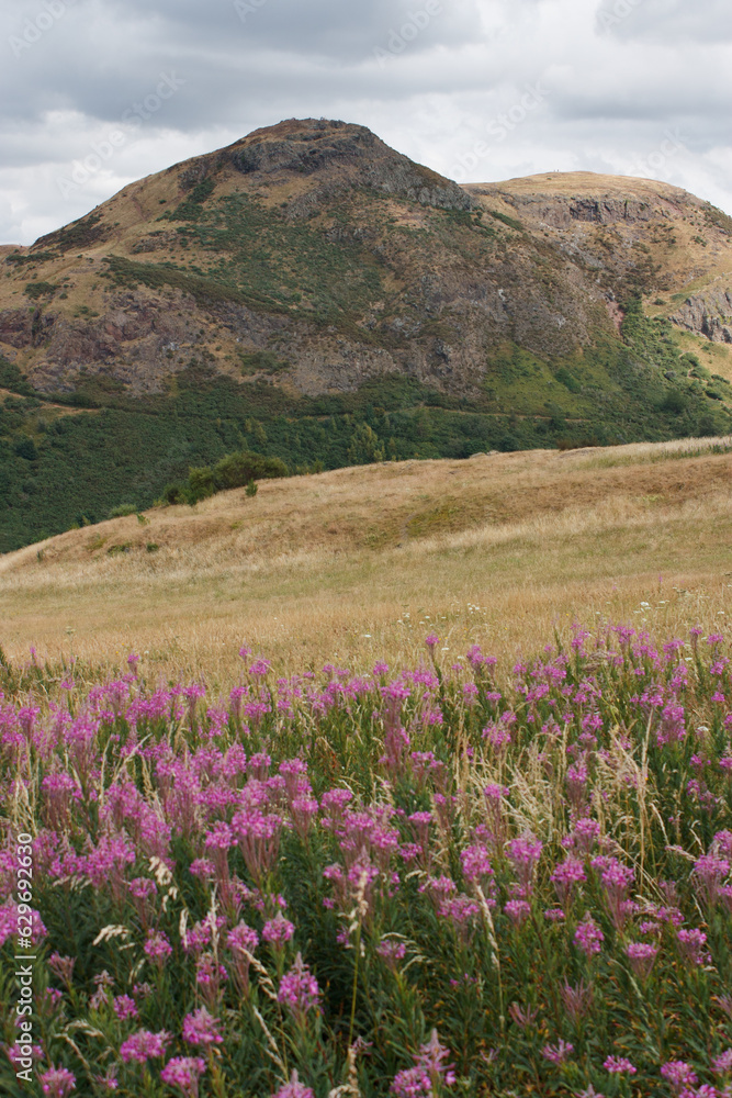 View over flowers at the Arthur's Seat in Edinburgh in Scotland