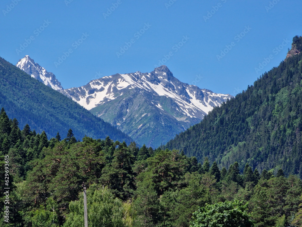 Snowy mountain peak and green coniferous forest in summer. Rest in the mountains. Arkhyz, Karachay-Cherkessia, mountains of the North Caucasus. June 2023