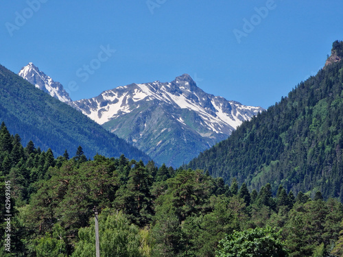 Snowy mountain peak and green coniferous forest in summer. Rest in the mountains. Arkhyz, Karachay-Cherkessia, mountains of the North Caucasus. June 2023