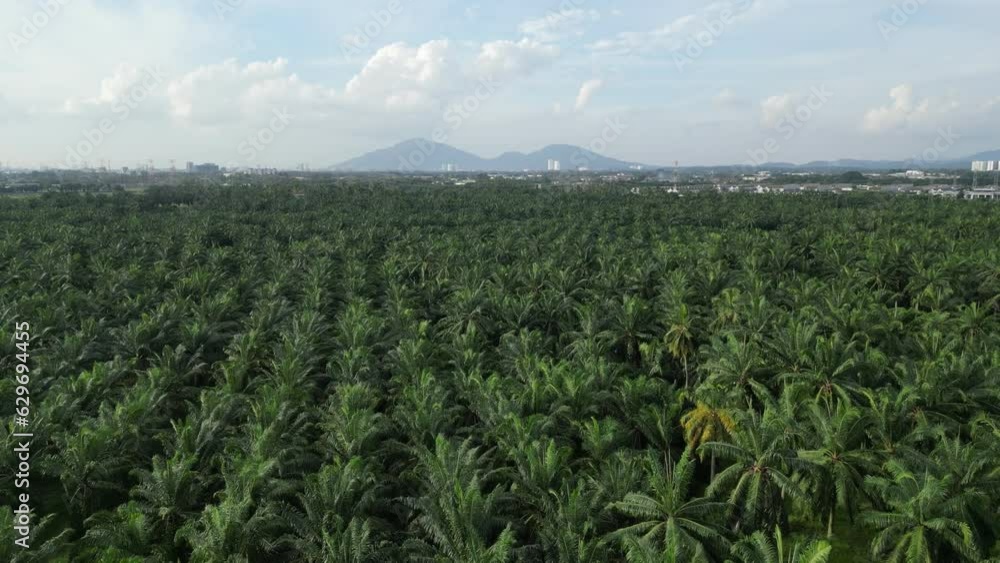 Scenic palm tree field with majestic mountains in the backdrop Scenic palm tree field with majestic mountains in the backdrop