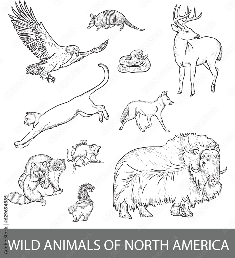Black and white line art of wild North American animals. Raccoon, bison