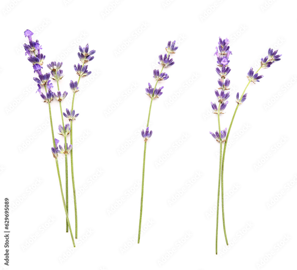 Fototapeta premium Branches of beautiful lavender flowers on white background