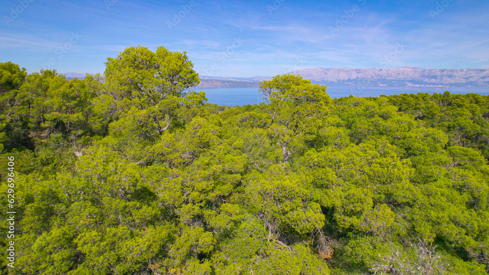 AERIAL: Lush green pine forest with a view of picturesque Adriatic seascape