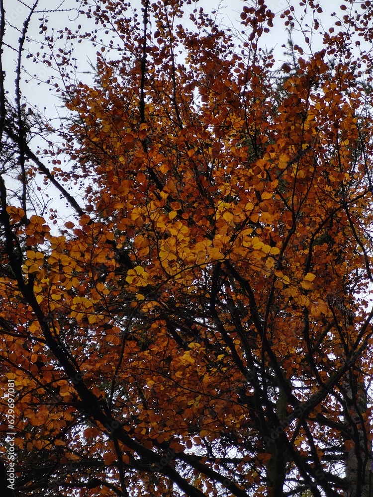 Autumn colorful leaves on the ground and on the trees. Autumn colorful leaves on the ground and on the trees.