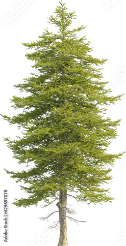 Side view of pine tree photo