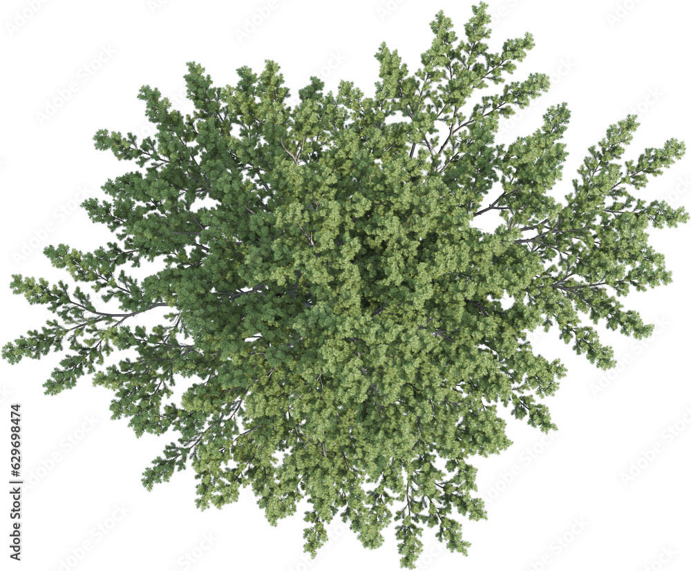 Obraz premium Top view of pine tree