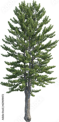 Side view of pine tree