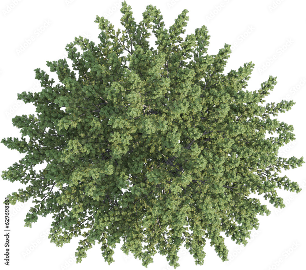 Obraz premium Top view of pine tree